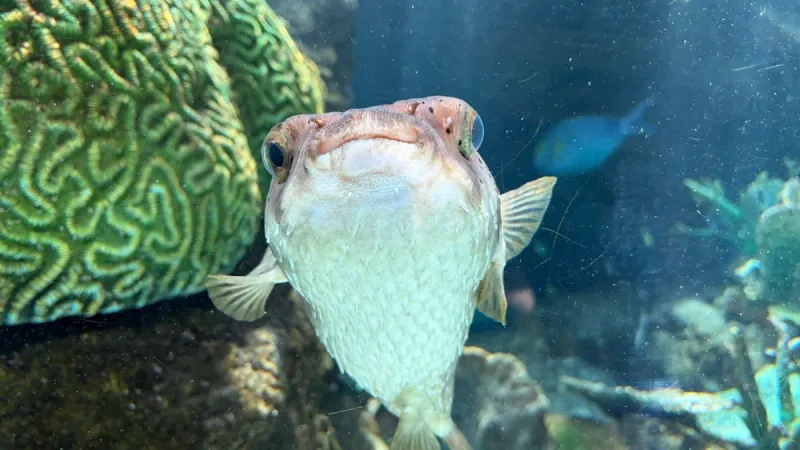 ふぐさん