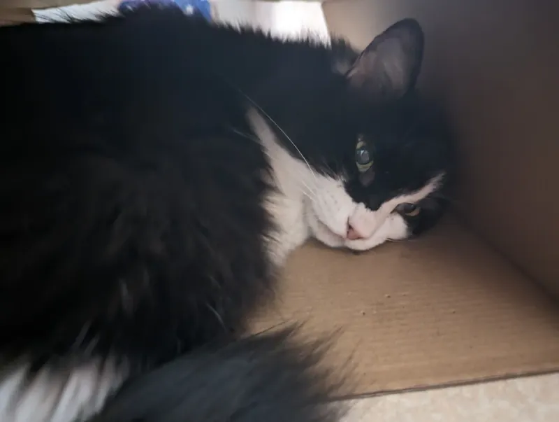 あいねこさん